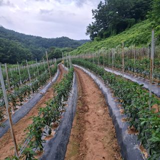 오영도님의 자유주제 · 자유게시판 작성글 사진