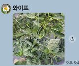 팜모닝 자유주제·자유게시판 게시글 이미지
