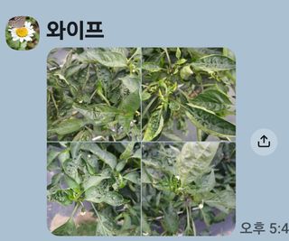 할아버지초보농사꾼님의 자유주제 · 자유게시판 작성글 사진