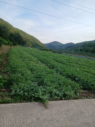 손경식드림농장님의 자유주제 · 건의해요 작성글 사진