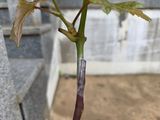 산양삼님의 자유주제·자유게시판 작성글 사진
