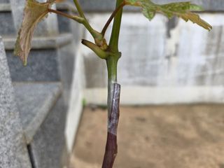 산양삼님의 자유주제 · 자유게시판 작성글 사진