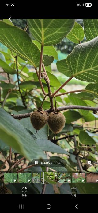 담디농원님의 자유주제 · 자유게시판 작성글 사진