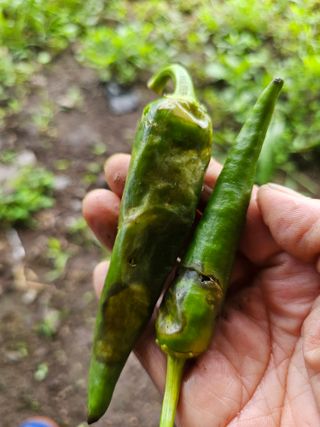 farmer님의 자유주제 · 자유게시판 작성글 사진
