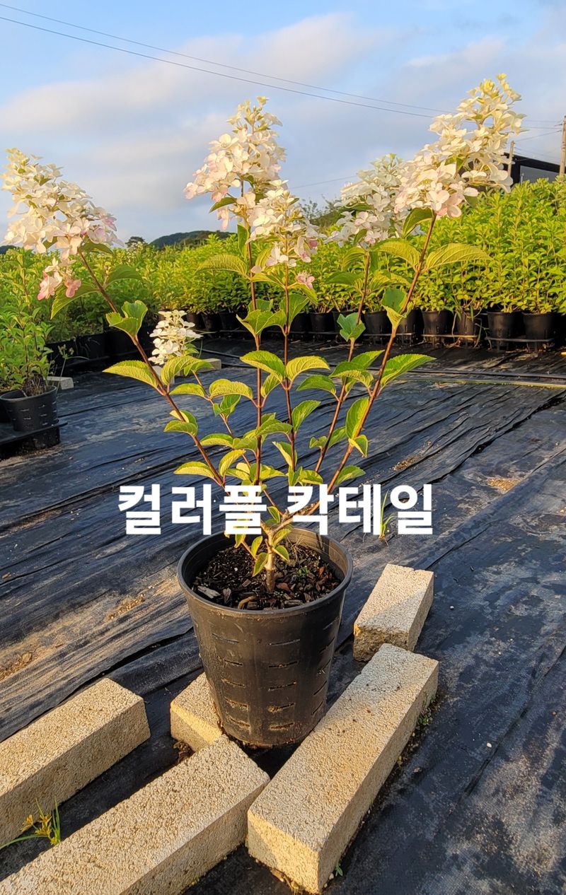 사랑꽃농장님의 장터 판매 상품 [예쁜 유럽목수국 할인 판매(월동가능)] 첨부 사진