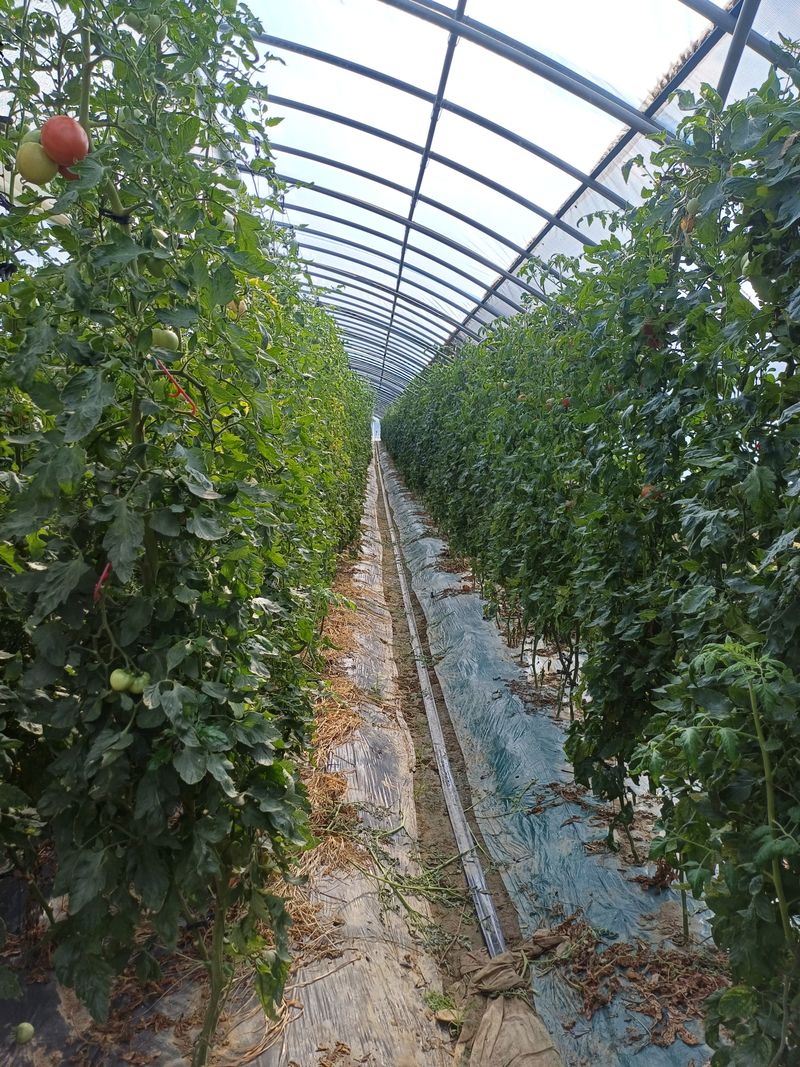 전원수님의 장터 판매 상품 [완숙토마토즙] 첨부 사진