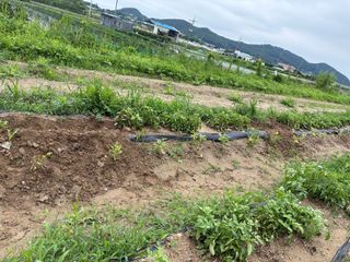 토끼풀님의 자유주제 · 자유게시판 작성글 사진