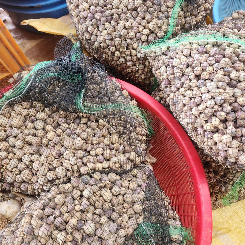 조한솔님의 장터 판매 상품 [홍산마늘 단구 1kg] 첨부 사진