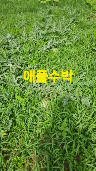 장철식님의 자유주제 · 자유게시판 작성글 사진