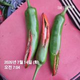 팜모닝 농사, 무엇이든 물어보세요!·참여글 게시글 이미지