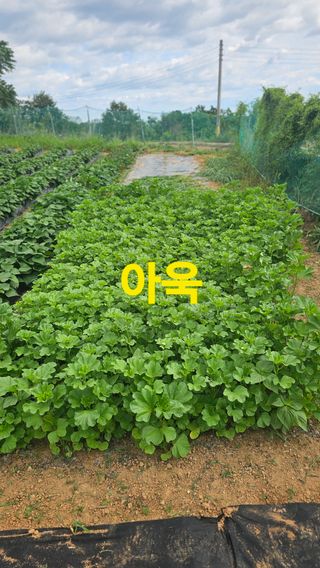 장철식님의 자유주제 · 자유게시판 작성글 사진