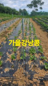 장철식님의 자유주제·자유게시판 작성글 사진