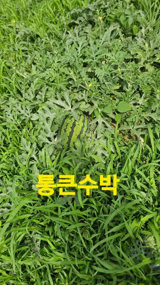 장철식님의 자유주제 · 자유게시판 작성글 사진
