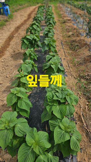 장철식님의 자유주제 · 자유게시판 작성글 사진