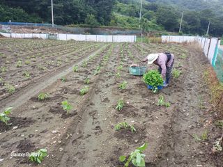 송명자님의 자유주제 · 자유게시판 작성글 사진