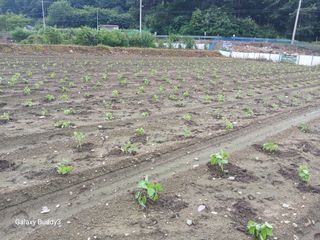 송명자님의 자유주제 · 자유게시판 작성글 사진