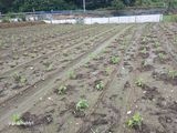 팜모닝 자유주제·자유게시판 게시글 이미지