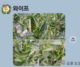 팜모닝 자유주제·자유게시판 게시글 이미지