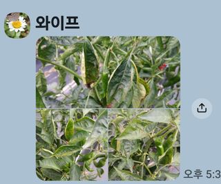 할아버지초보농사꾼님의 자유주제 · 자유게시판 작성글 사진