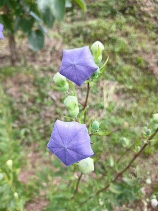 연향님의 자유주제 · 자유게시판 작성글 사진