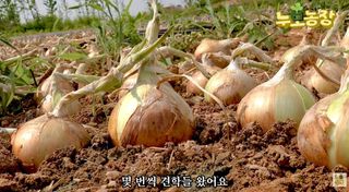 누보농장님의 자유주제 · 자유게시판 작성글 사진