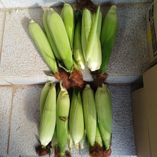 삼성농산님의 자유주제 · 자유게시판 작성글 사진