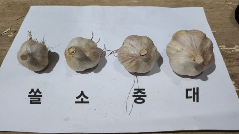 조한솔님의 장터 판매 상품 [유황마늘 1접] 첨부 사진