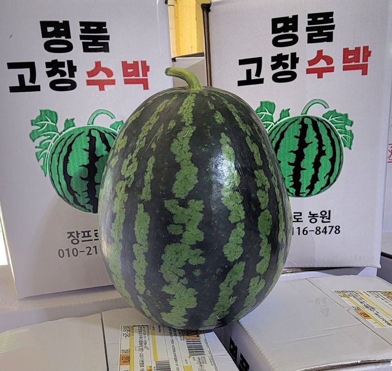 장터 상품 [대물 대과)고창 수박12kg] 썸네일