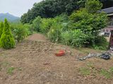산양삼님의 자유주제·자유게시판 작성글 사진
