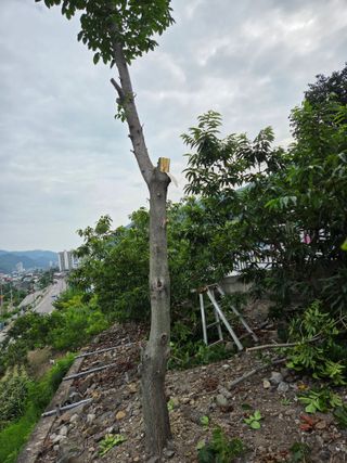 김용대님의 자유주제 · 자유게시판 작성글 사진