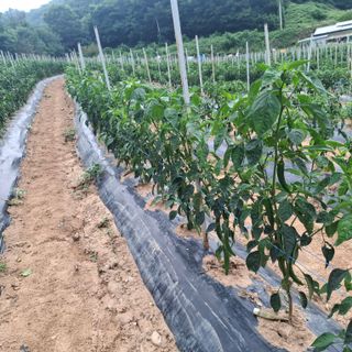 오영도님의 자유주제 · 자유게시판 작성글 사진