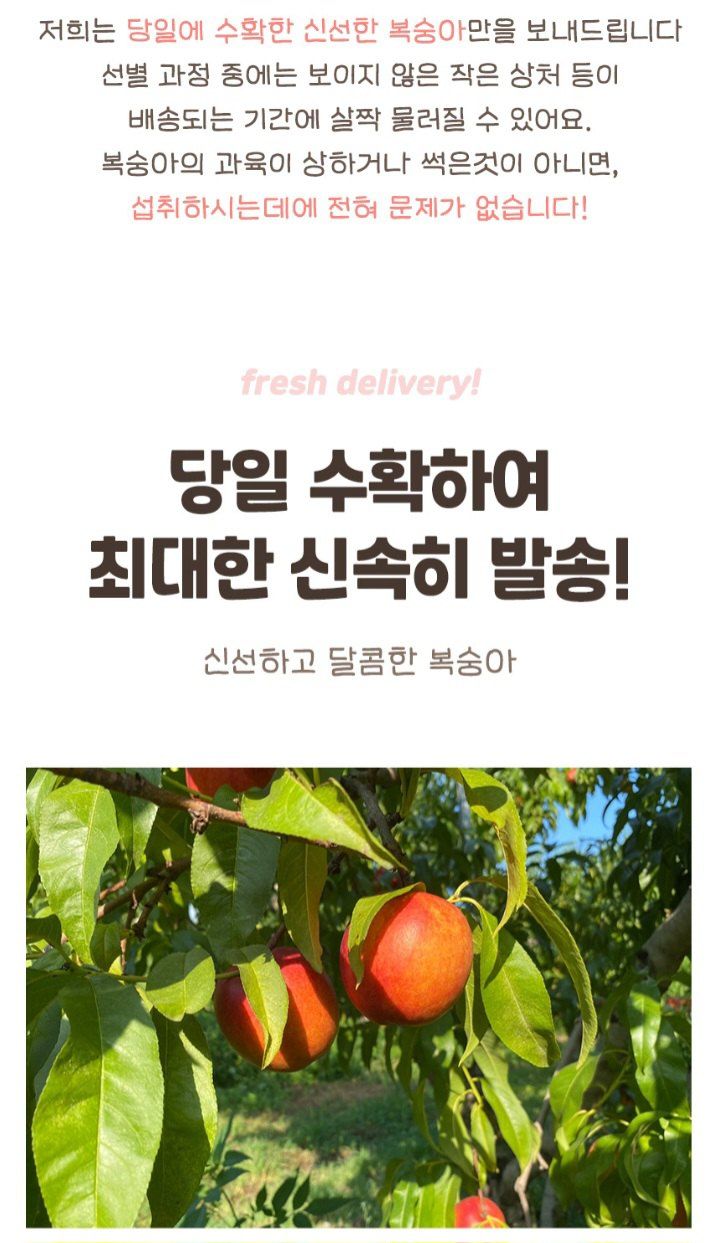 자두14488님의 장터 판매 상품 [신비 복숭아 2kg 하얀색 과육 여름이준 달콤한 선물 향긋한 천도 복숭아 납작 황도 백도] 첨부 사진