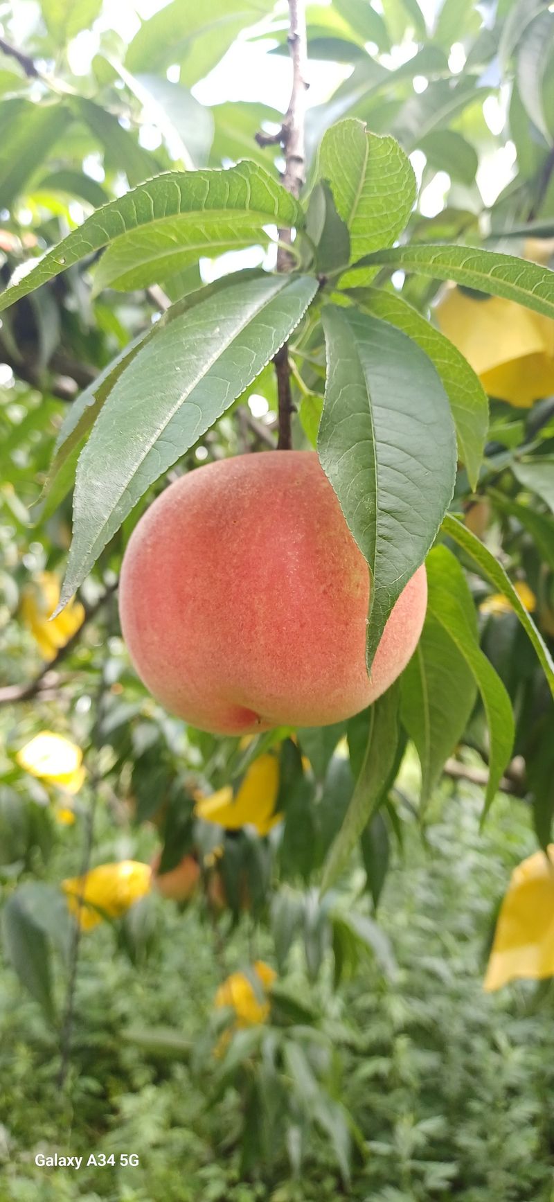 윤인숙님의 장터 판매 상품 [향기로운 황도, 아삭한 백도 4KG] 첨부 사진