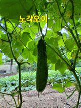 인생은 소풍처럼~님의 자유주제·자유게시판 작성글 사진