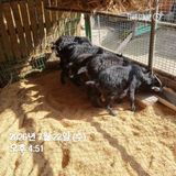 민들레님의 자유주제·자유게시판 작성글 사진