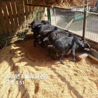 민들레님의 자유주제 · 자유게시판 작성글 사진