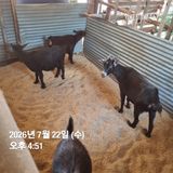 민들레님의 자유주제·자유게시판 작성글 사진