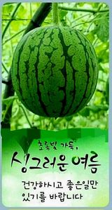 (팽나무*공주)님의 자유주제·자유게시판 작성글 사진