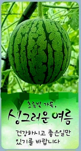 (팽나무*공주)님의 자유주제 · 자유게시판 작성글 사진
