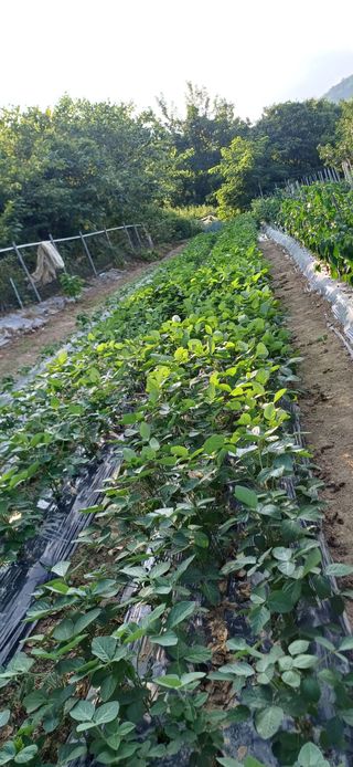 초보퍼머5도2촌준비님의 자유주제 · 자유게시판 작성글 사진