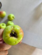 팜모닝 농사, 무엇이든 물어보세요!·참여글 게시글 이미지