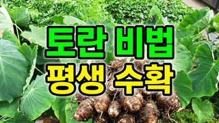 꿈꾸는텃밭님의 자유주제 · 자유게시판 작성글 사진