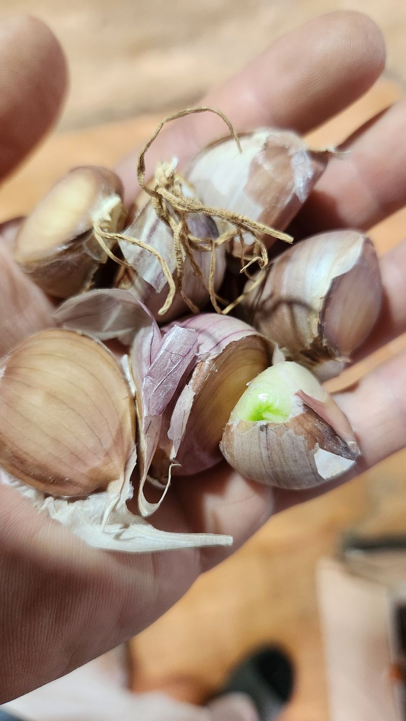 조한솔님의 장터 판매 상품 [유황홍산마늘 대 반접] 첨부 사진