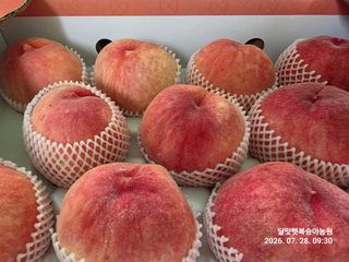 달맛햇복숭아농원님의 자유주제 · 자유게시판 작성글 사진