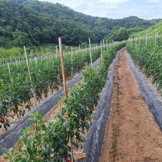 오영도님의 자유주제 · 자유게시판 작성글 사진