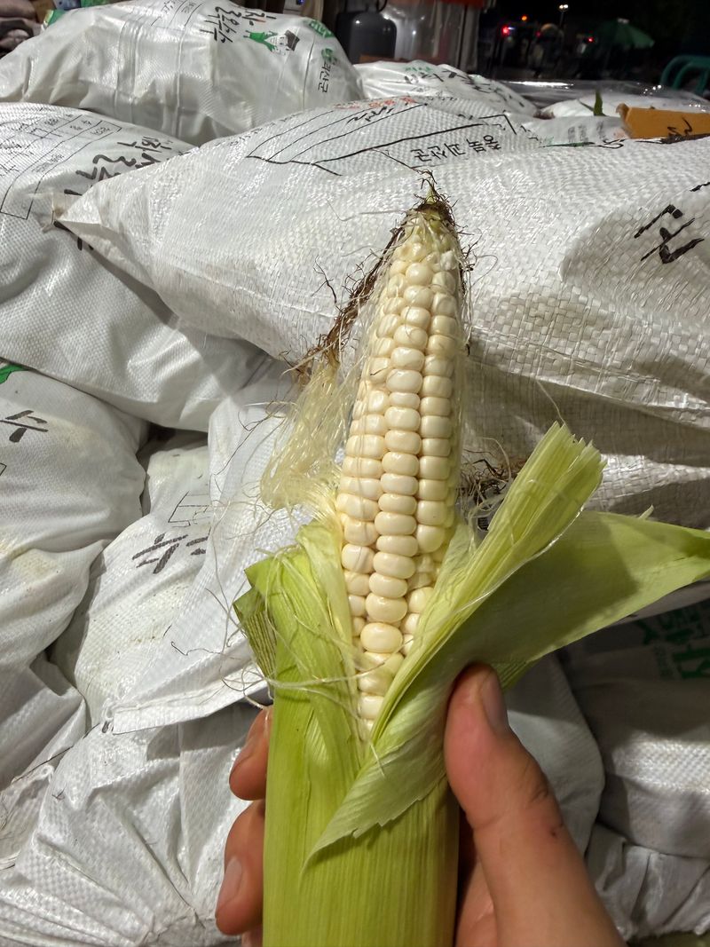 팜포켓님의 장터 판매 상품 [산지직송 찰옥수수 쫀득한 괴산 대학 찰 옥수수 30개 50개] 첨부 사진