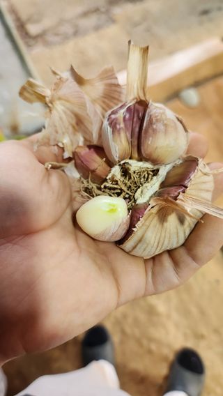 조한솔님의 작성글 사진
