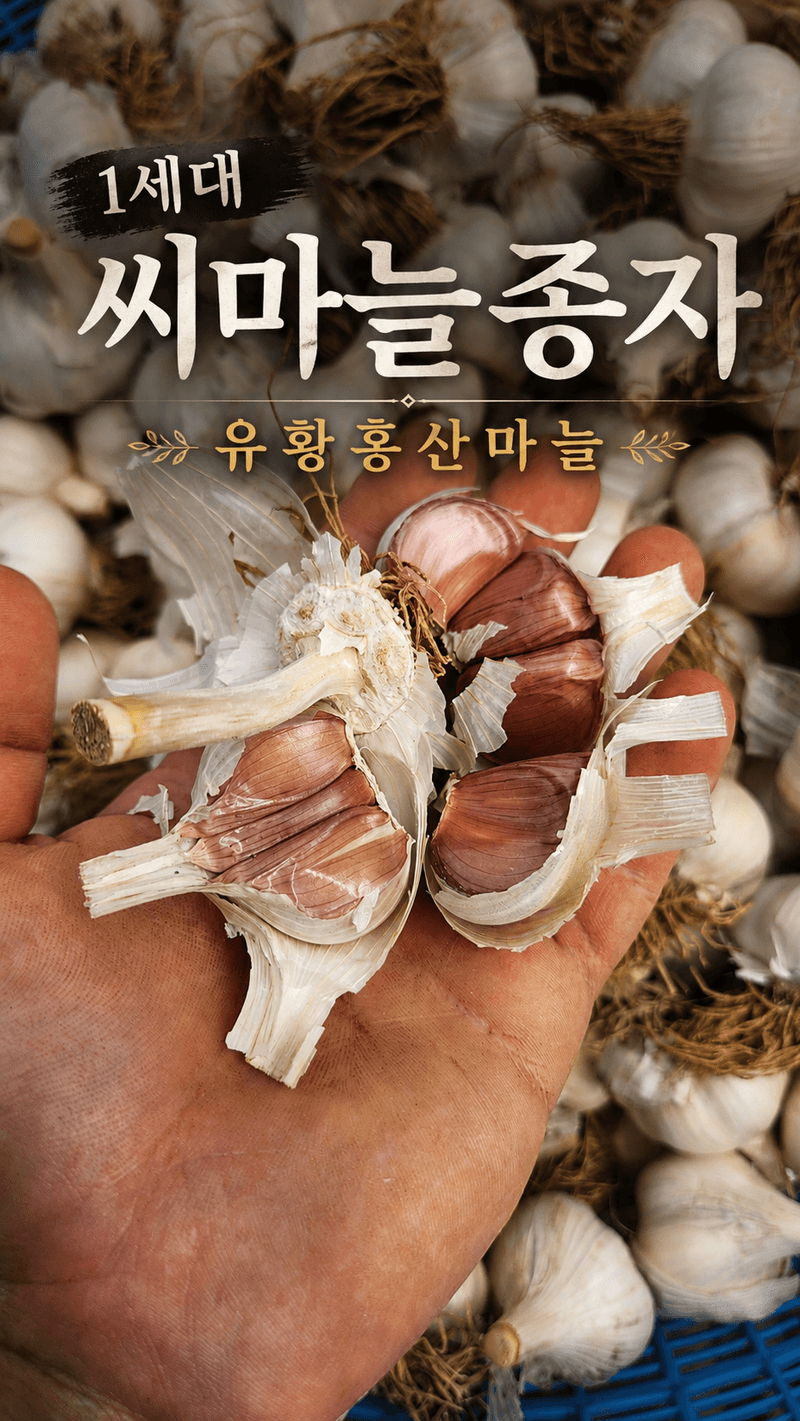 조한솔님의 장터 판매 상품 [유황 홍산마늘 특 1 작은망(10통 전후)] 첨부 사진
