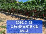 팜모닝 자유주제·자유게시판 게시글 이미지