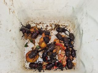 논산푸른팜님의 작성글 사진